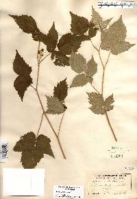 Rubus occidentalis image