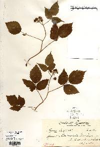 Rubus occidentalis image