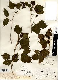 Rubus recurvans image