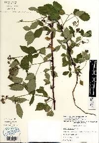 Rubus occidentalis image