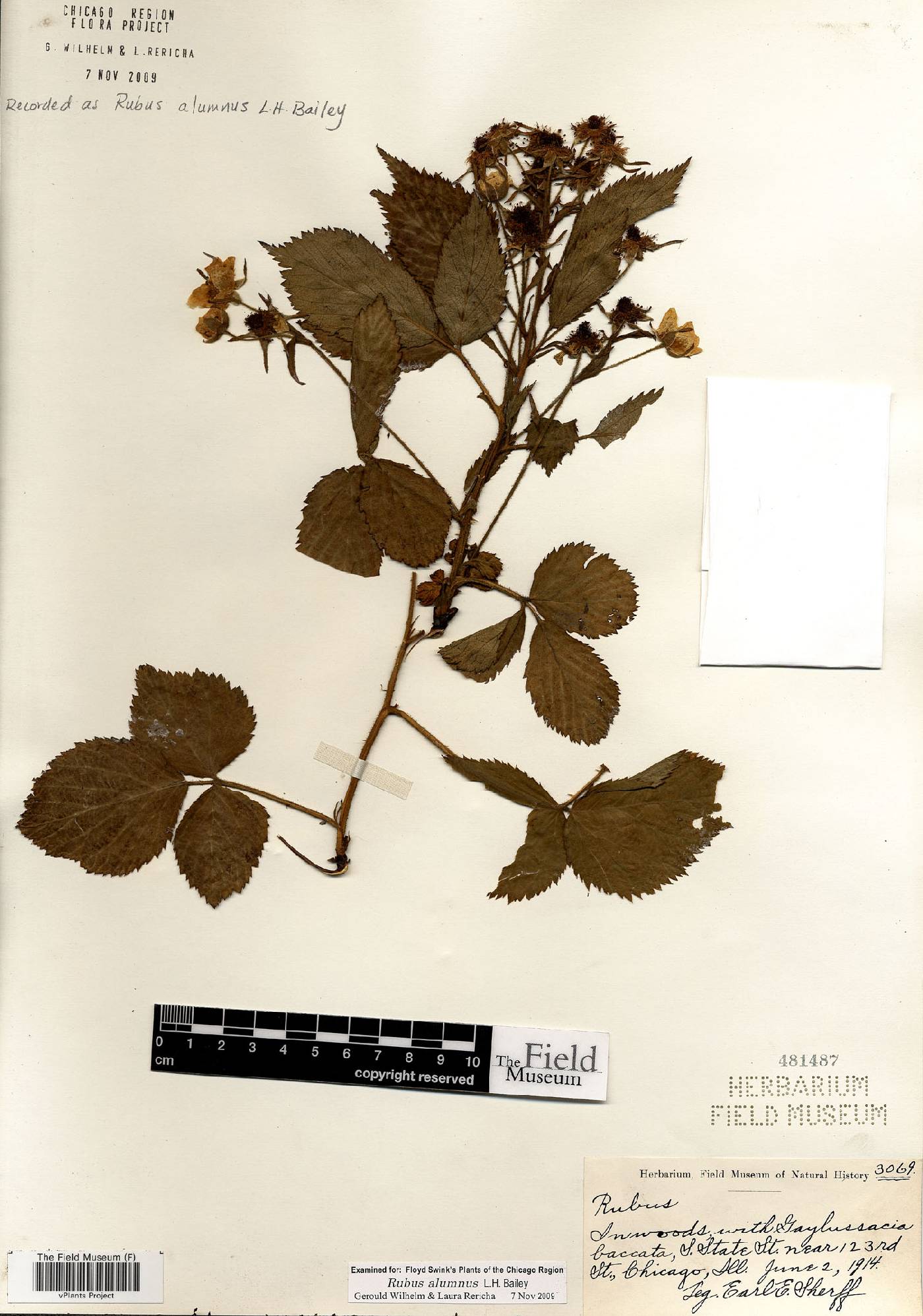 Rubus alumnus image