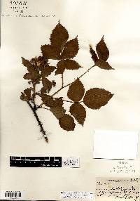 Rubus alumnus image