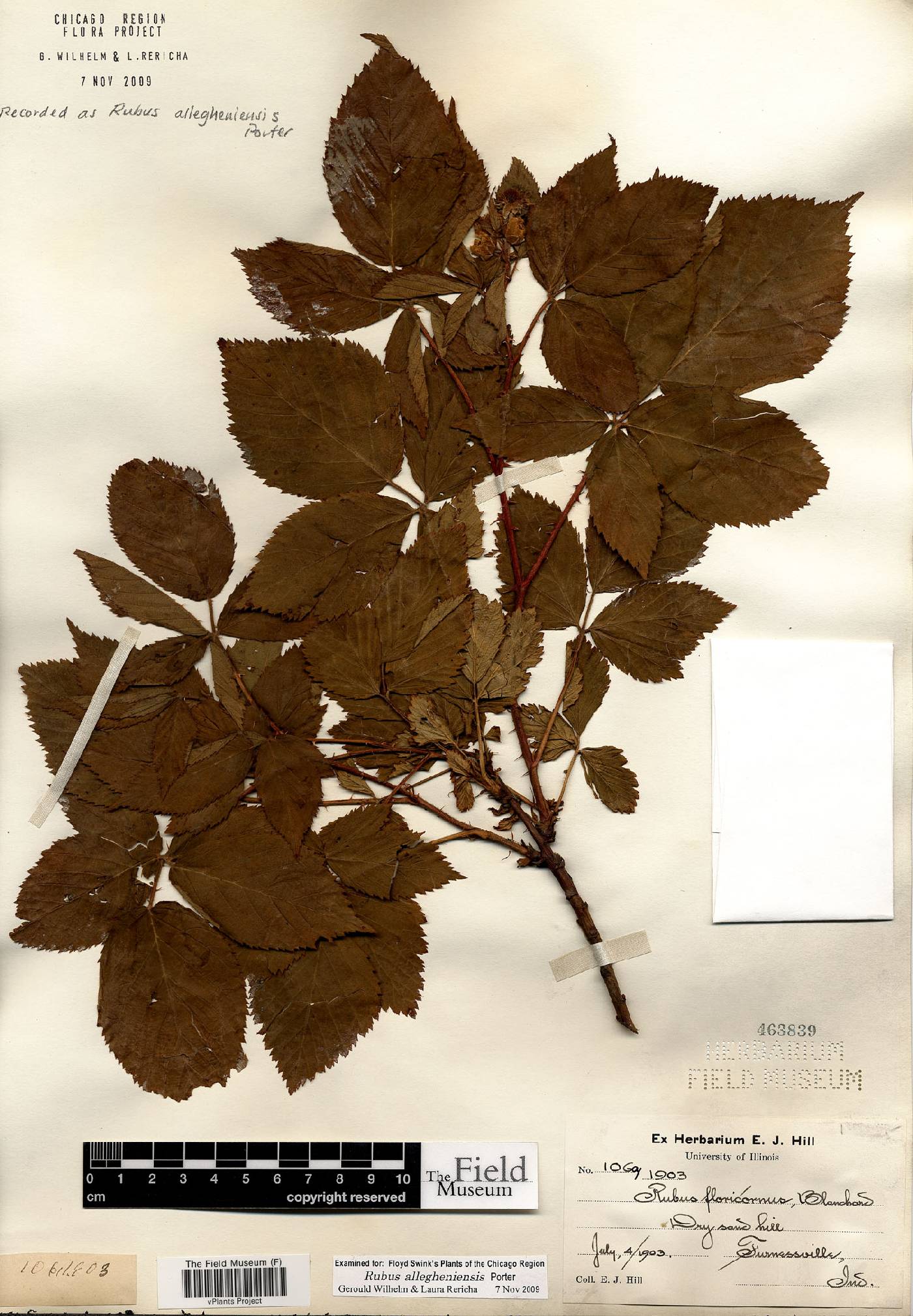 Rubus abactus image