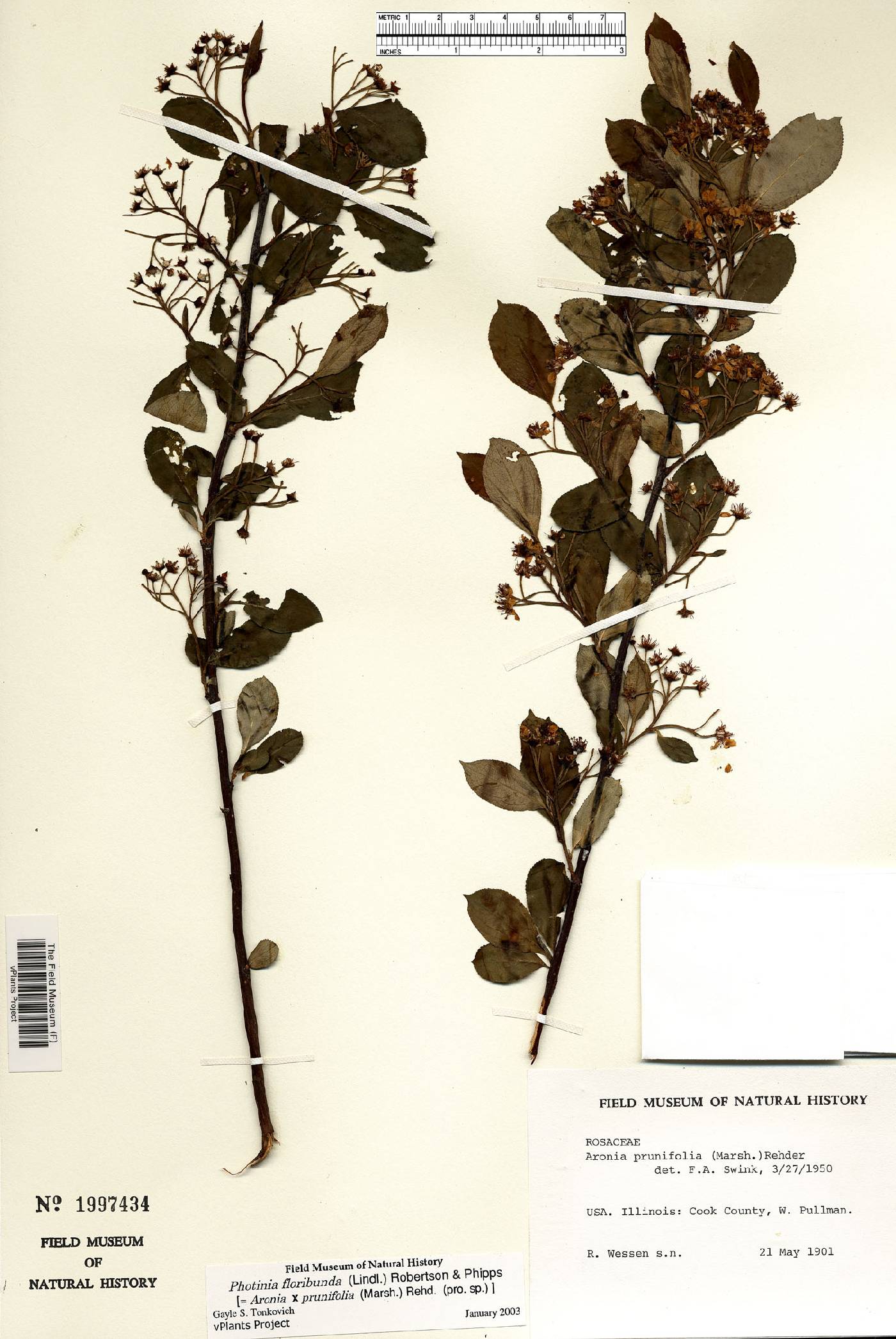 Photinia floribunda image