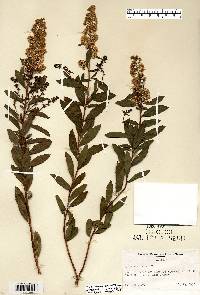 Spiraea alba image