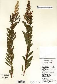 Spiraea alba image