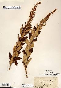 Spiraea tomentosa image