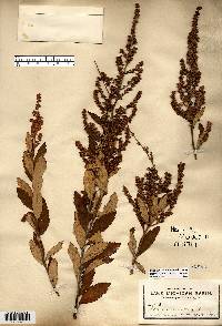 Spiraea tomentosa image