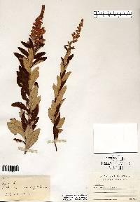 Spiraea tomentosa image