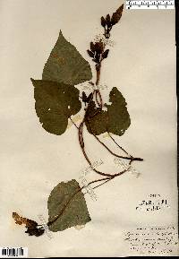 Ipomoea pandurata image