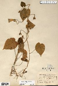 Ipomoea purpurea image