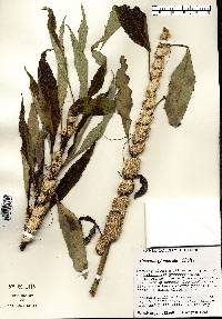 Cuscuta glomerata image