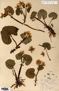 Caltha palustris image