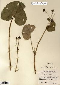 Caltha palustris image