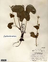 Caltha palustris image