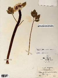 Ranunculus hispidus var. caricetorum image