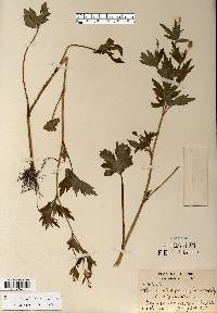 Ranunculus pensylvanicus image