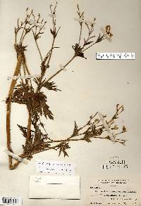 Ranunculus pensylvanicus image