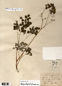 Thalictrum dioicum image