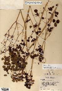 Thalictrum dioicum image