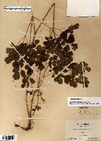 Thalictrum dioicum image