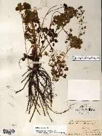 Thalictrum dioicum image