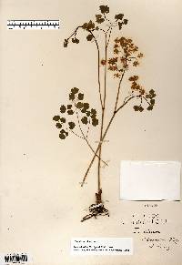 Thalictrum dioicum image