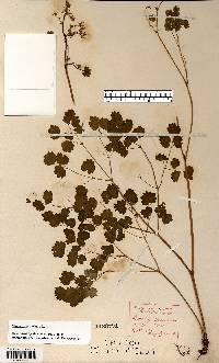 Thalictrum dioicum image