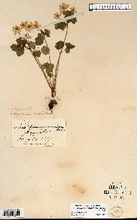 Thalictrum thalictroides image