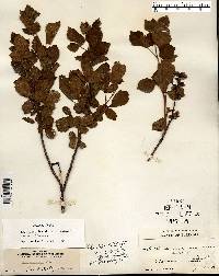 Rhus aromatica var. arenaria image