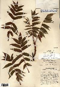 Rhus × borealis image