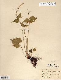 Mitella diphylla image