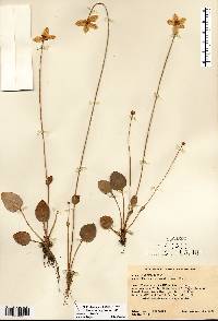 Parnassia glauca image