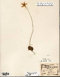 Parnassia glauca image