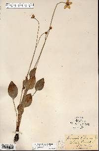 Parnassia glauca image