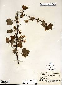 Ribes americanum image