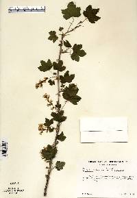 Ribes americanum image