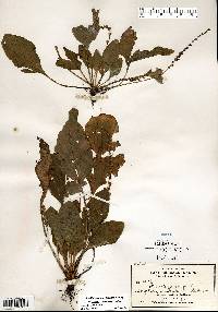 Plantago rugelii image