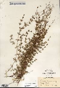 Galium concinnum image