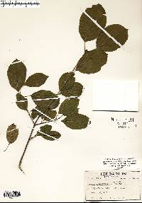 Rhamnus cathartica image