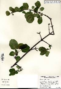 Rhamnus cathartica image