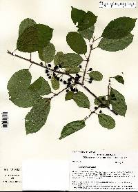 Rhamnus cathartica image