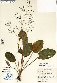 Alisma subcordatum image