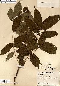 Fraxinus nigra image