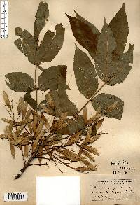 Fraxinus nigra image