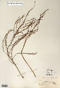 Asparagus officinalis image