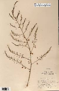 Asparagus officinalis image