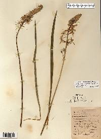 Camassia scilloides image