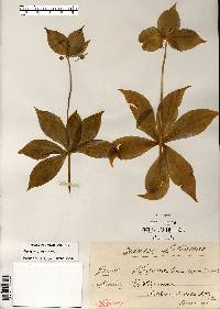 Medeola virginiana image