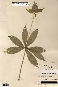 Medeola virginiana image